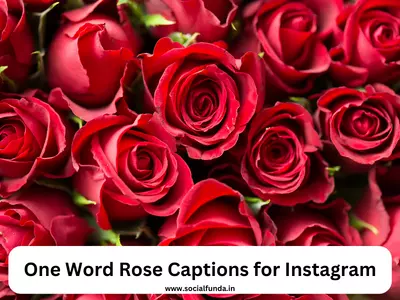 One Word Rose Captions for Instagram