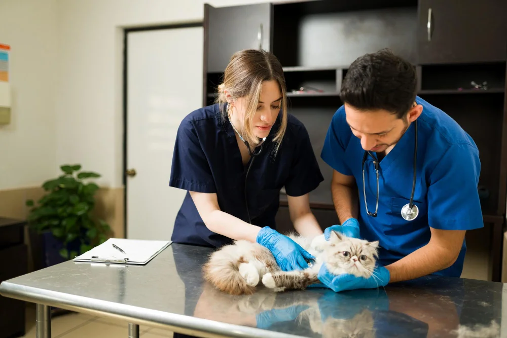 Right Vet For Your Cat Or Dog
