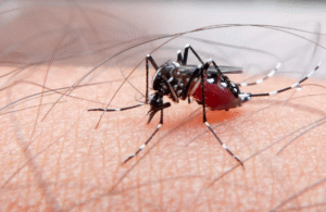 Drug-Resistant Malaria: What It Means for Global Health