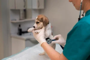 When To Take Your Pet To A Veterinary Hospital Vs. A Vet Clinic