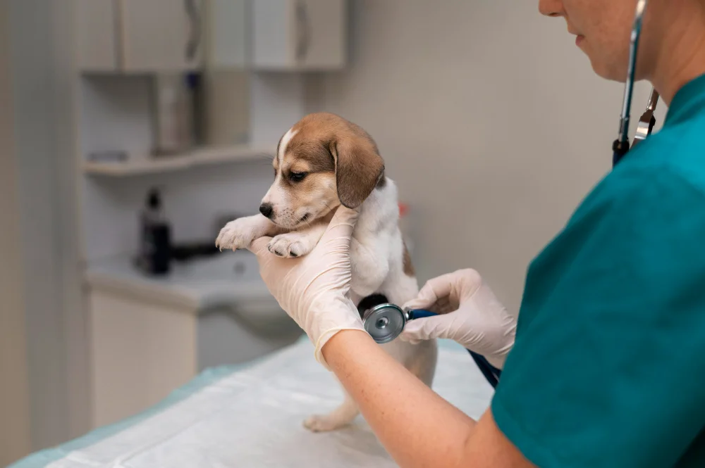 Veterinary Hospital