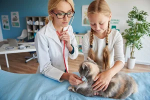 What Your Vet Looks For During A Routine Physical Exam