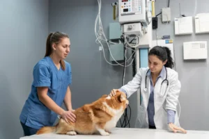 Innovations In Hospital Rehabilitation For Injured Pets